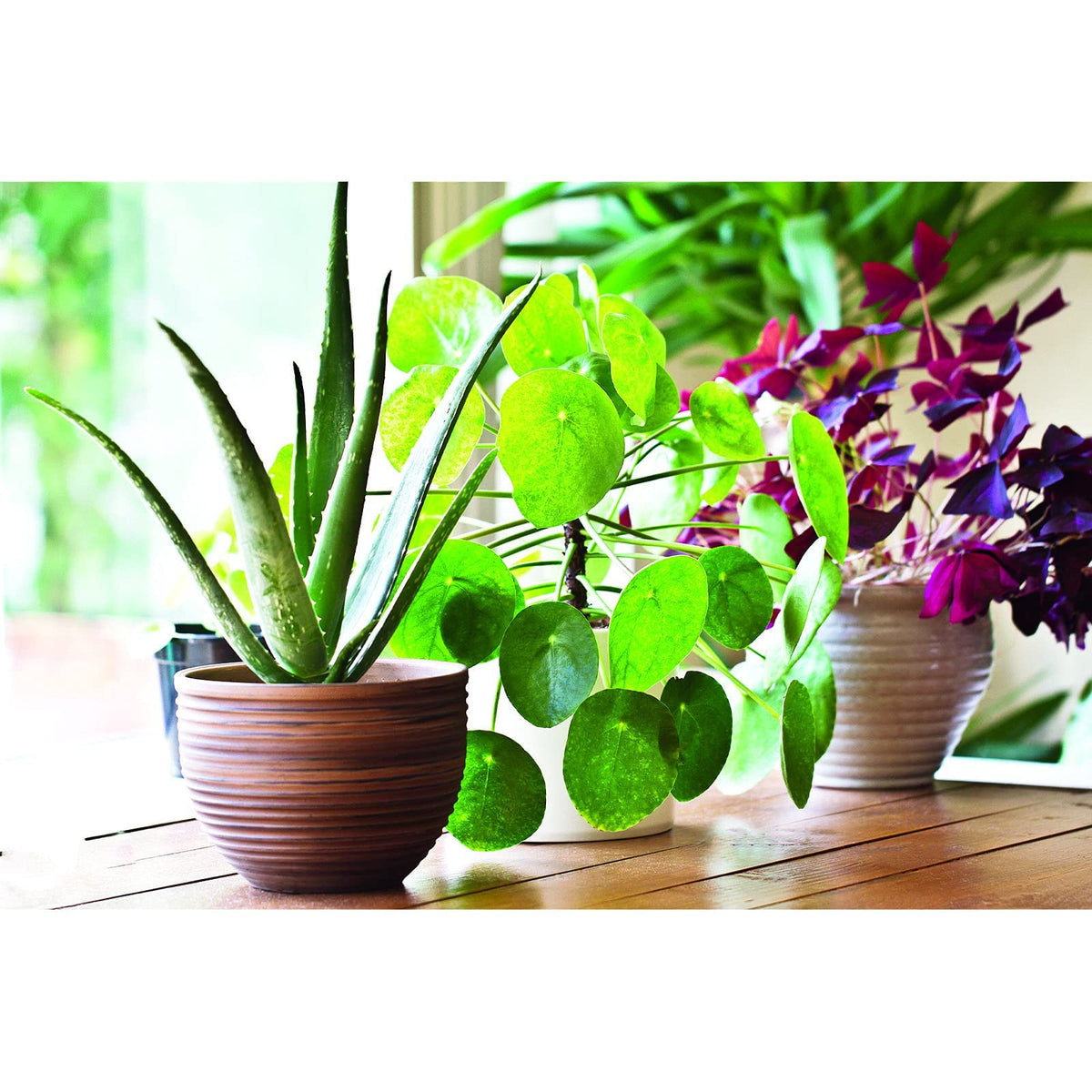 Hydra WonderGrow Liquid Plant Food - Indoor Plant Food & Seaweed Fertiliser for House Plants | Plant feed & Fertiliser for Gardens & Lawns | 1 Litre