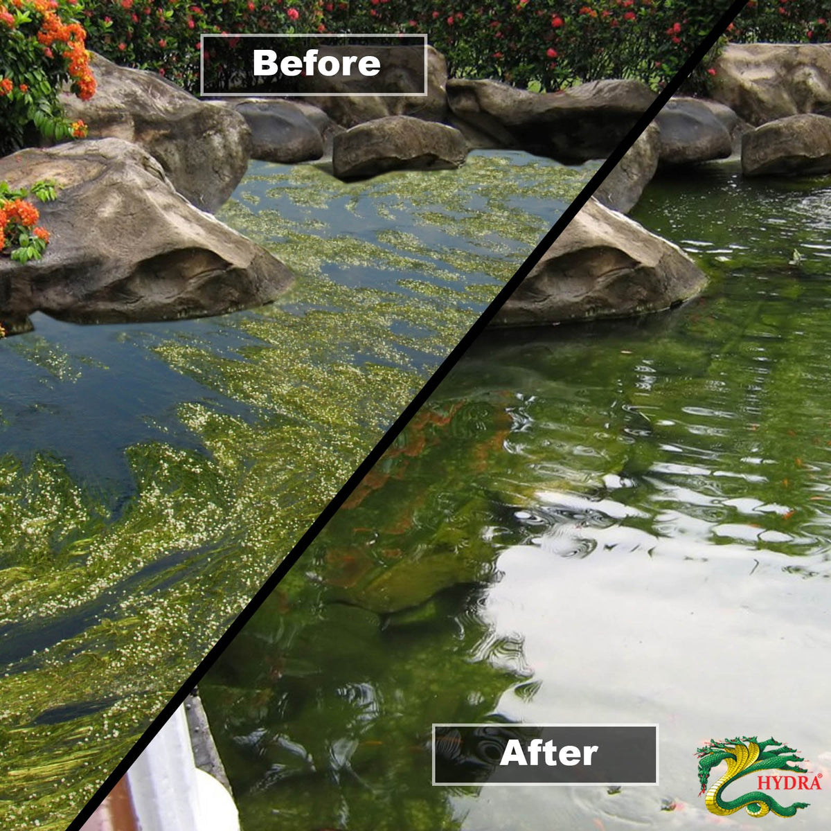 Hydra Quartz Blanket Weed Pond Treatment - Blanket Weed Killer for Ponds | Removes Harmful Ammonia from Water | 5 Kg Treats Up to 62,500 Liters