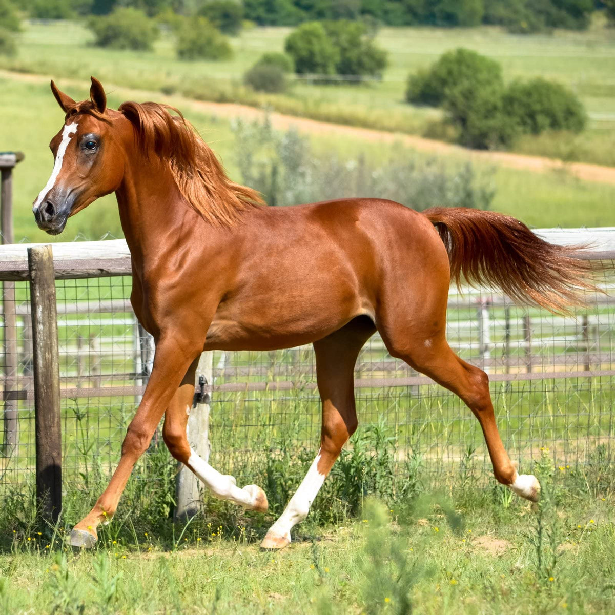 HYDRA MIDAS 1L Horse Herbal Conditioning Skin Shampoo for Smooth, Strong and Glossy Coat, Mane & Tail